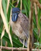 Boat-billed Heron