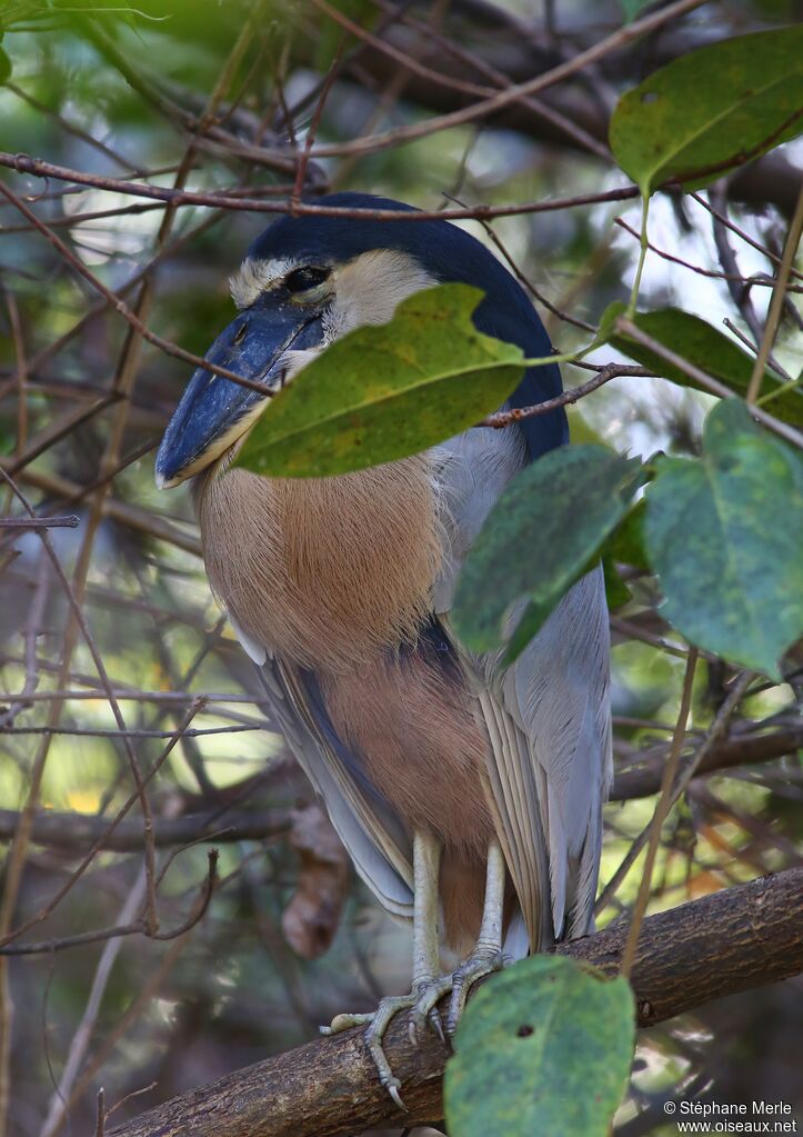 Boat-billed Heronadult