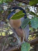 Boat-billed Heron