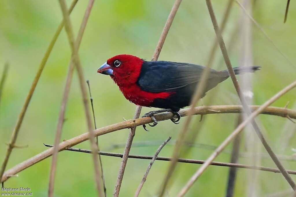 Sénégali à tête rouge mâle adulte, identification