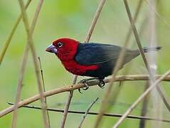 Red-headed Bluebill