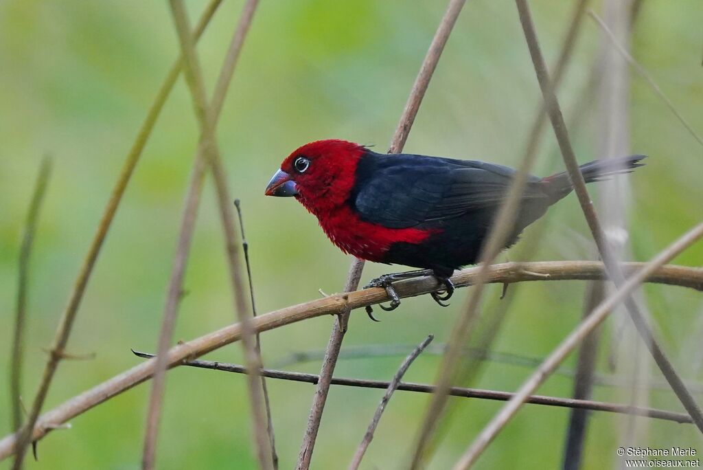 Sénégali à tête rouge mâle adulte, identification