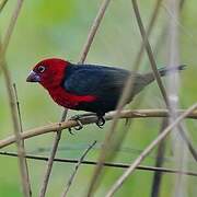 Red-headed Bluebill