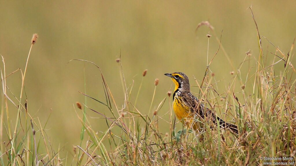 Yellow-throated Longclawadult