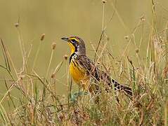 Yellow-throated Longclaw