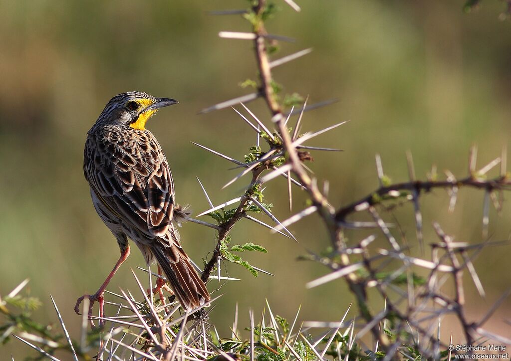 Yellow-throated Longclawadult