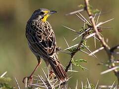 Yellow-throated Longclaw