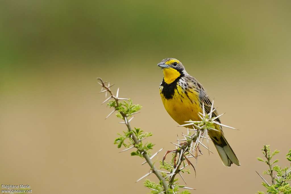 Yellow-throated Longclawadult