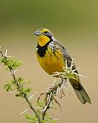 Yellow-throated Longclaw