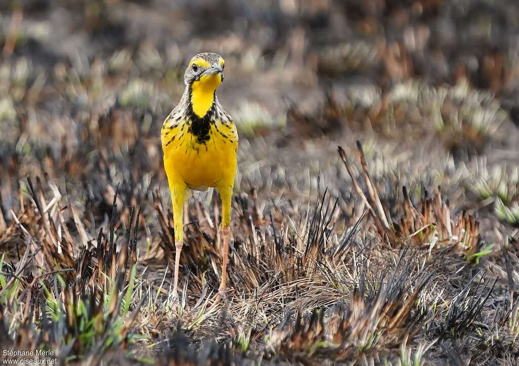 Yellow-throated Longclawadult