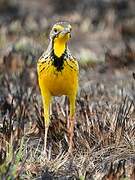 Yellow-throated Longclaw