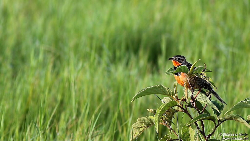 Rosy-throated Longclawadult