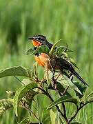 Rosy-throated Longclaw