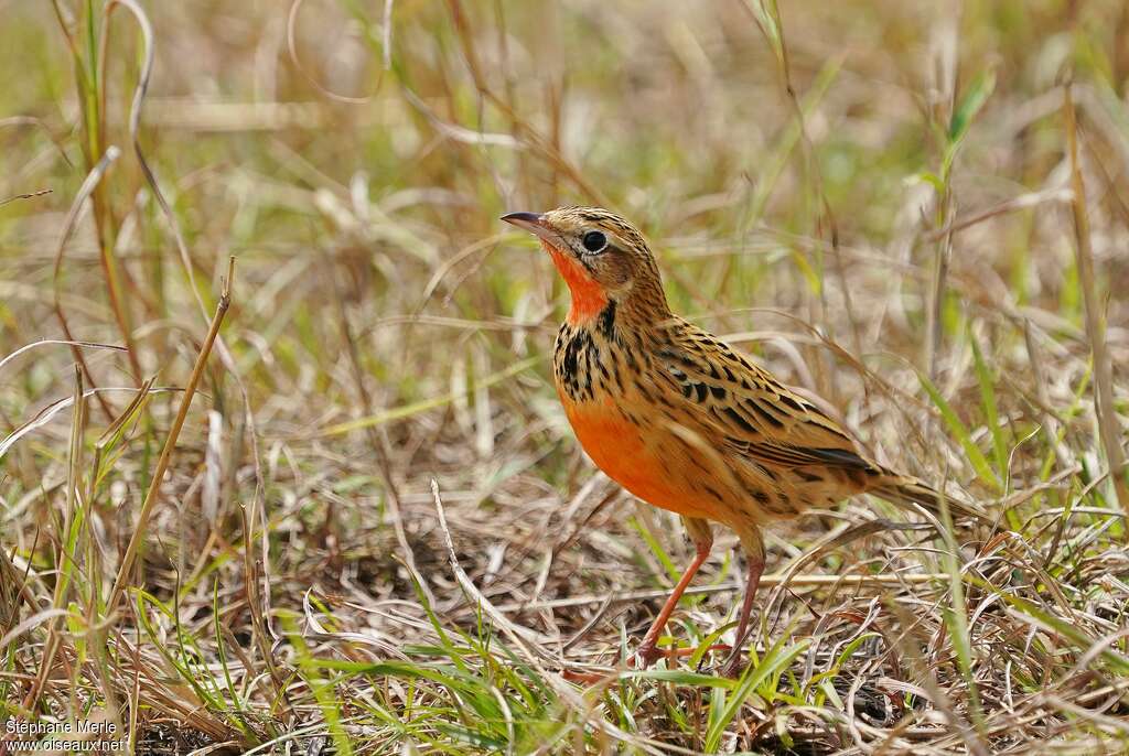 Rosy-throated Longclawadult