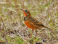 Rosy-throated Longclaw