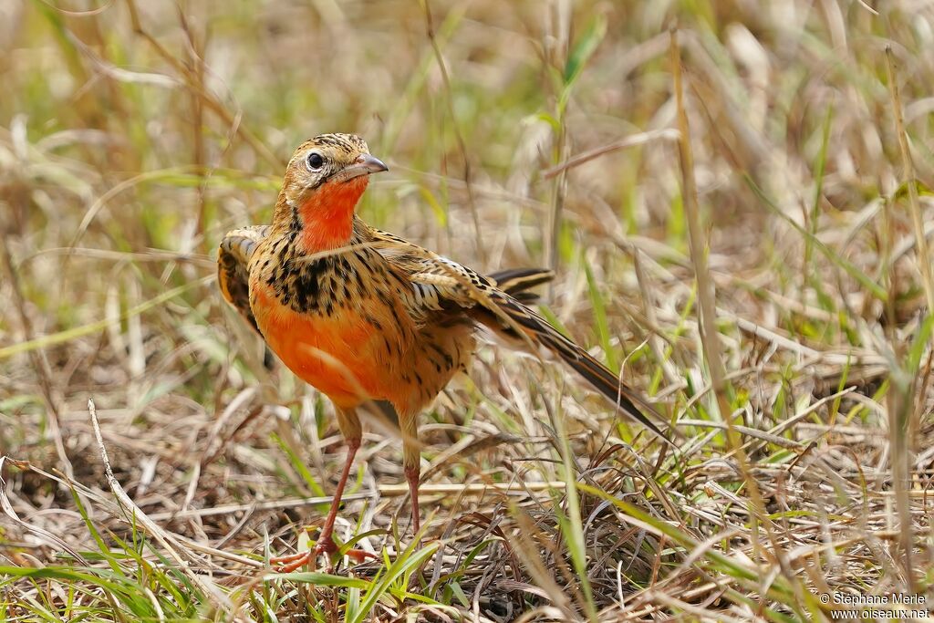 Rosy-throated Longclaw