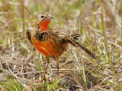 Rosy-throated Longclaw