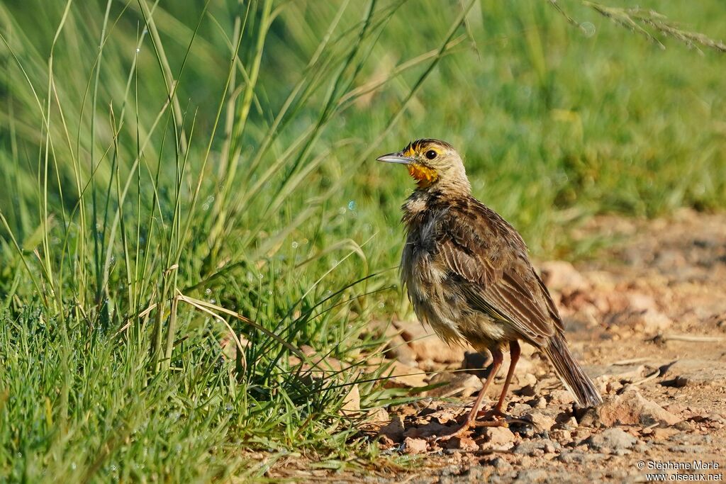 Cape Longclawadult