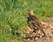 Cape Longclaw