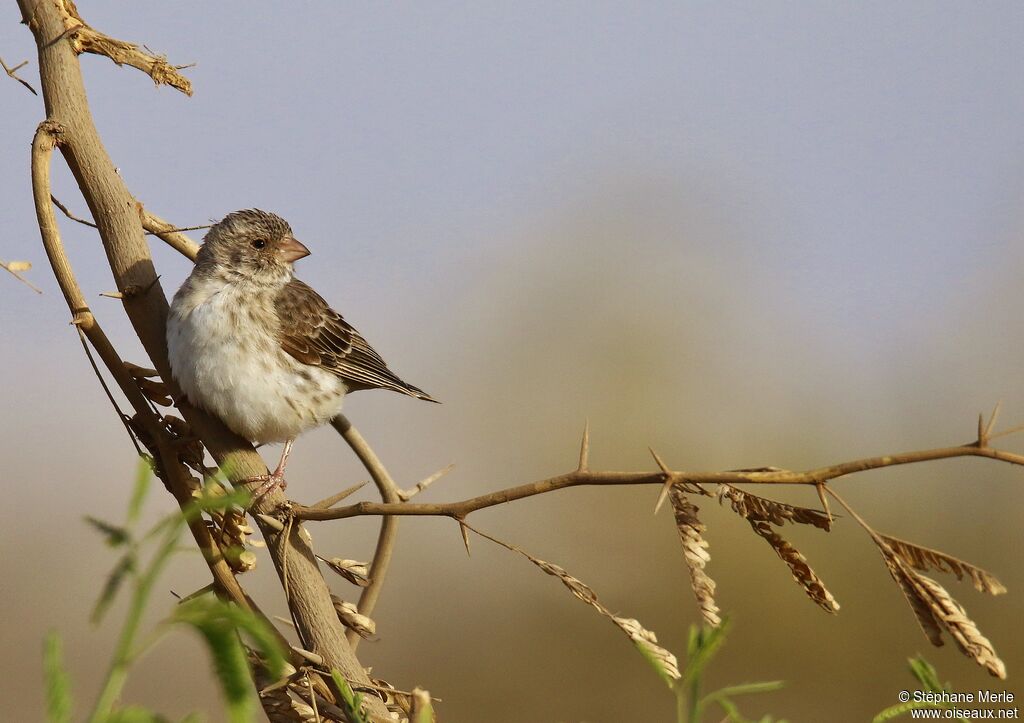 Serin à croupion blancadulte