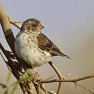 Serin à croupion blanc