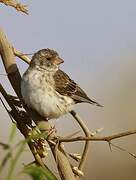 White-rumped Seedeater