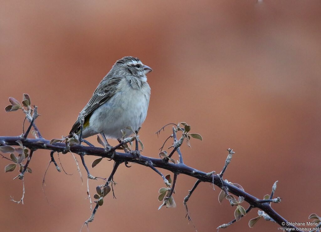 Serin à gorge blanche