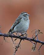 White-throated Canary