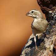 White-throated Canary