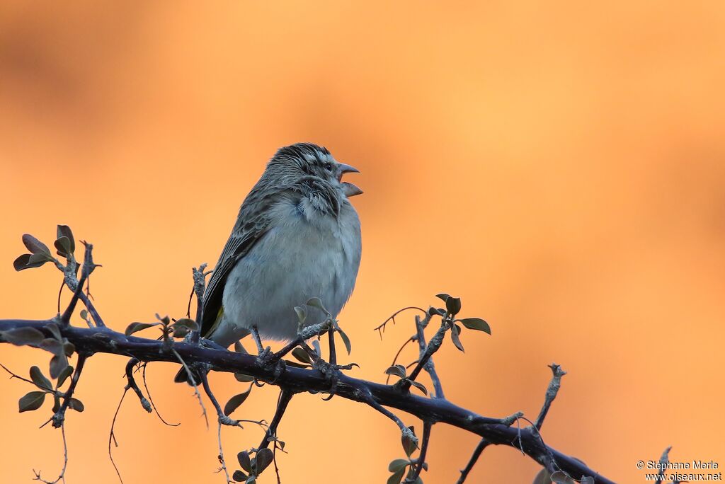 White-throated Canary