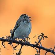 White-throated Canary