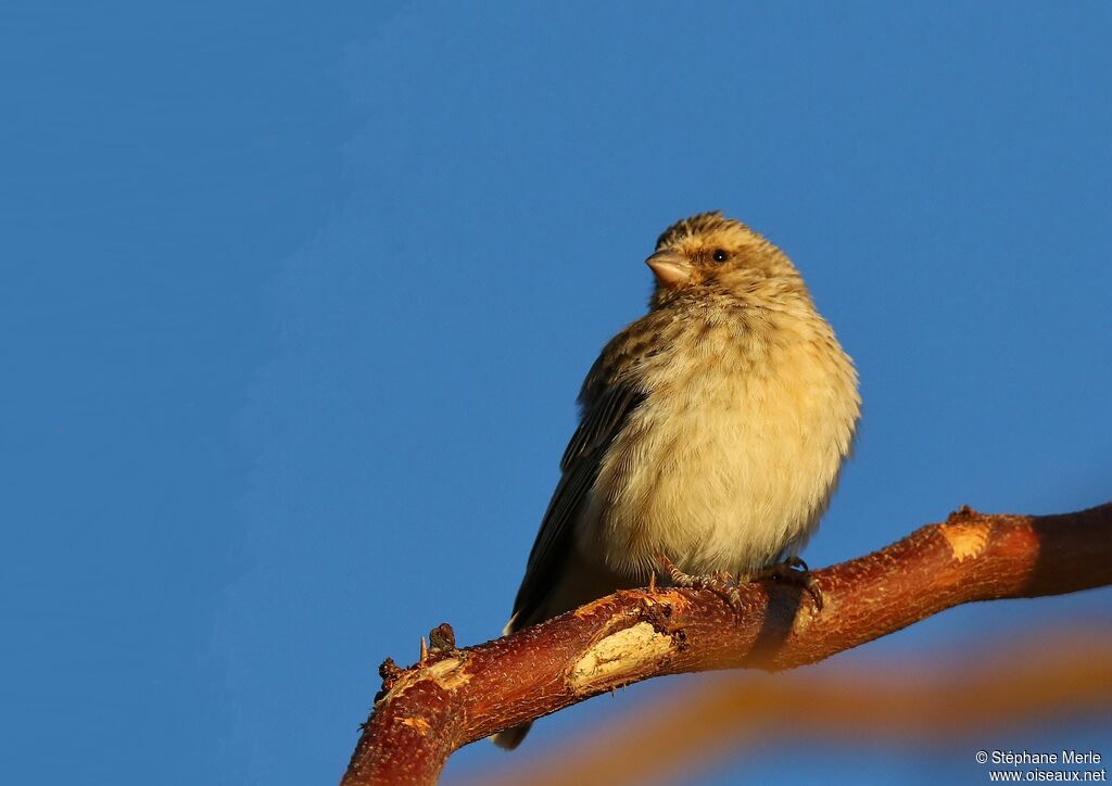 Black-throated Canaryjuvenile