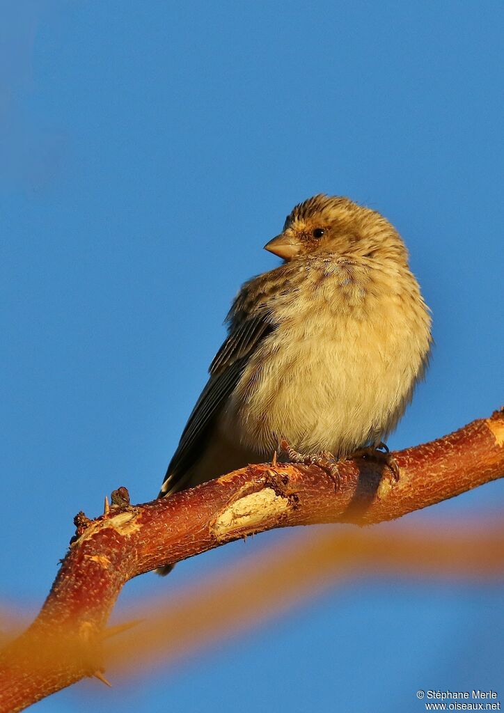 Black-throated Canaryjuvenile