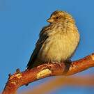 Serin à gorge noire