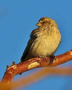 Black-throated Canary