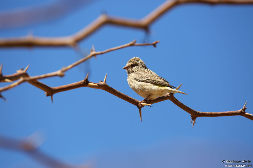 Black-throated Canary