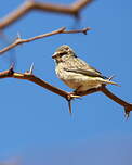 Serin à gorge noire