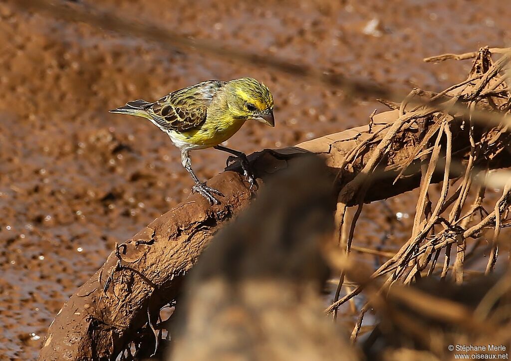 Serin à ventre blancadulte