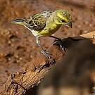 Serin à ventre blanc