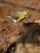 Serin à ventre blanc