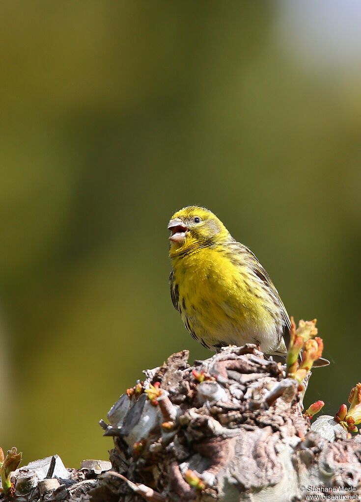 Serin ciniadulte