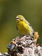 European Serin