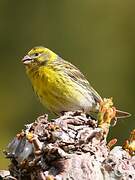 European Serin