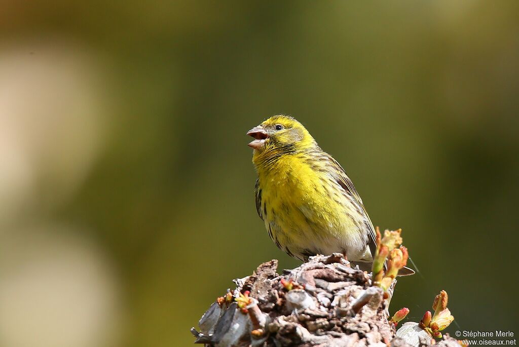 Serin cini mâle adulte