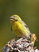 European Serin