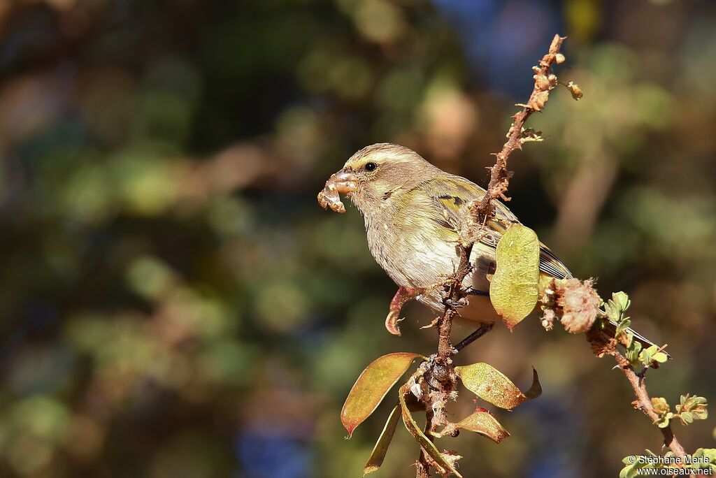 Serin de Sainte-Hélène femelle adulte