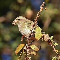 Serin de Sainte-Hélène