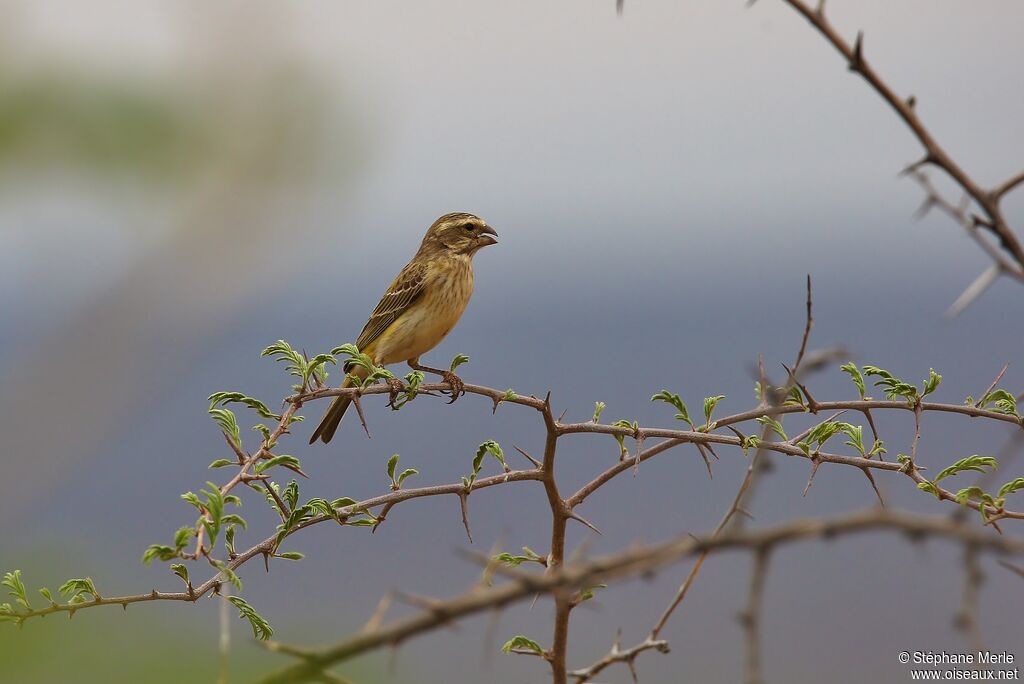 Serin de Sainte-Hélène