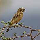 Serin de Sainte-Hélène