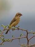 Serin de Sainte-Hélène